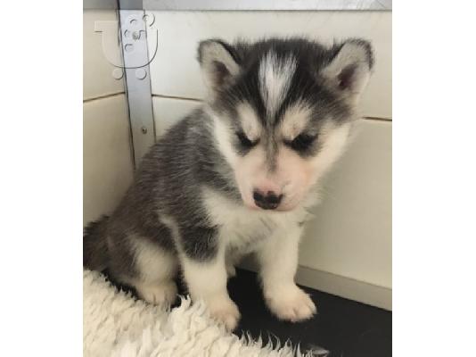 SIBERIAN HUSKY ΠΩΛΕΙΤΑΙ ..